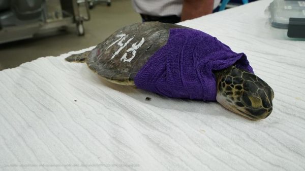 rescued green sea turtle at disney world