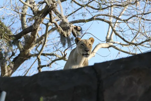 kinsey alpha lioness magic of disney's animal kingdom