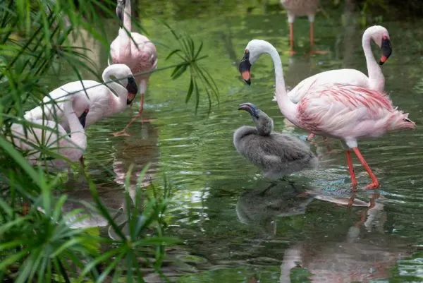 sandy, blush and bashful lesser flamingos at animal kingdom