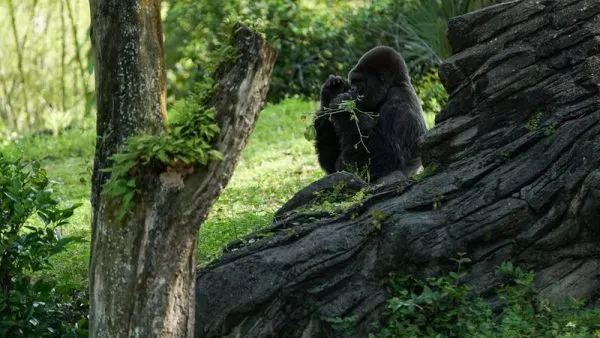 spike the gorilla at animal kingdom