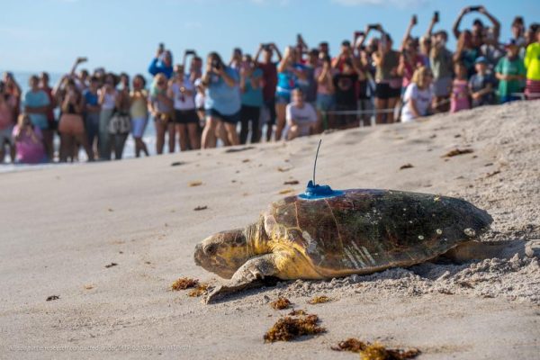 turtles being released at vero beach