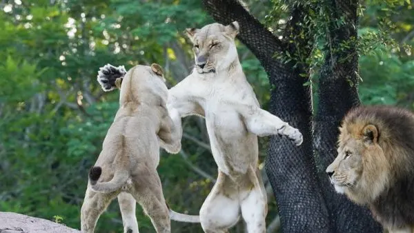 lions on kilimanjaro safaris