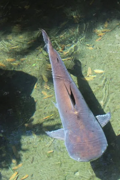 bruce paroon shark catfish at animal kingdom