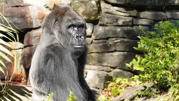 gino gorilla magic of disney's animal kingdom