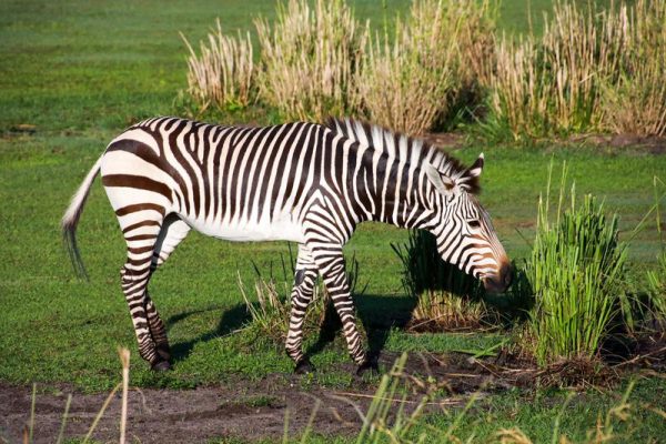 zebra on kilimanjaro safaris