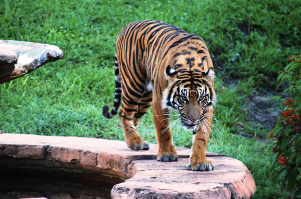 sohni sumatran tiger magic of disney's animal kingdom