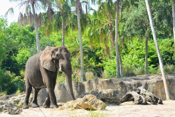 elephant animal kingdom savanna