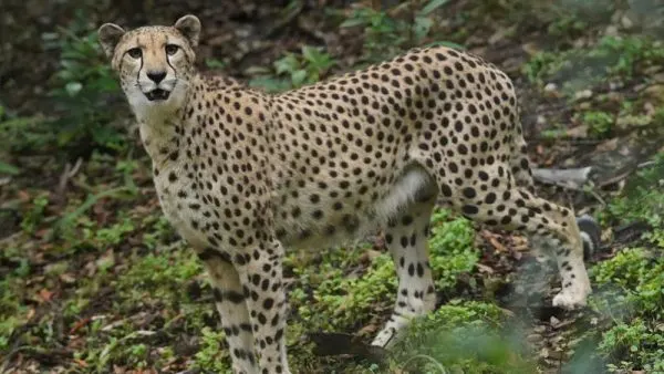 cheetahs at animal kingdom