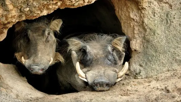 warthogs at animal kingdom