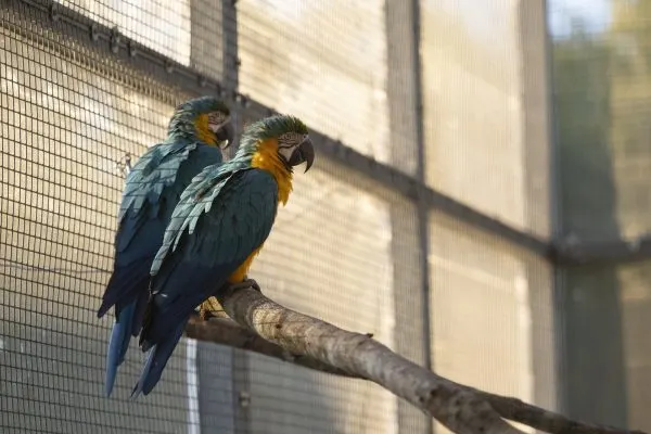 santiago emmett macaws magic of disney's animal kingdom