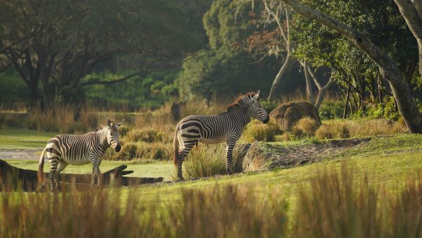 clementine prima zebras magic of dinsey's animal kingdom