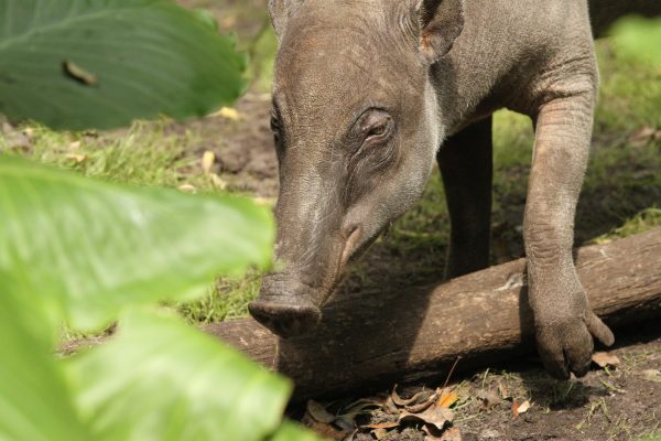 betty babirusa magic of disney's animal kingdom
