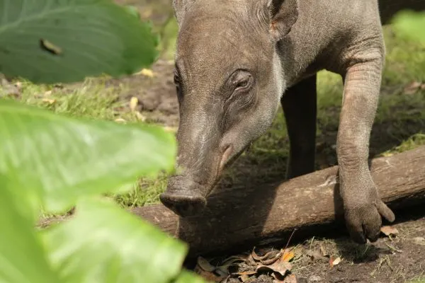 betty babirusa magic of disney's animal kingdom